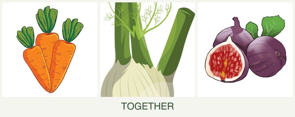 Can you plant carrots, fennel and figs together?