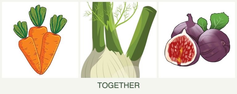 Can you plant carrots, fennel and figs together?