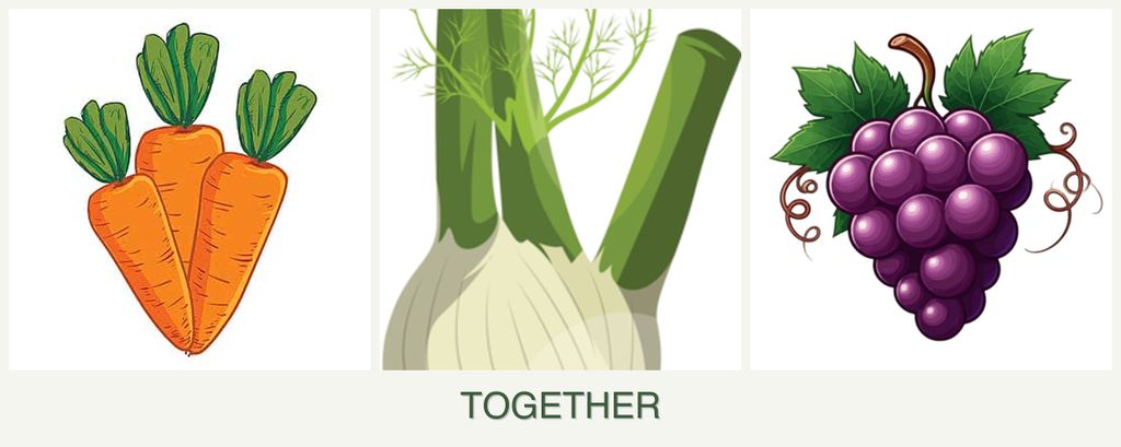 Can you plant carrots, fennel and grapes together?
