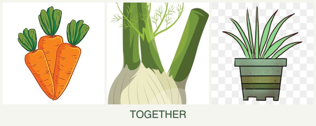 Can you plant carrots, fennel and lemongrass together?