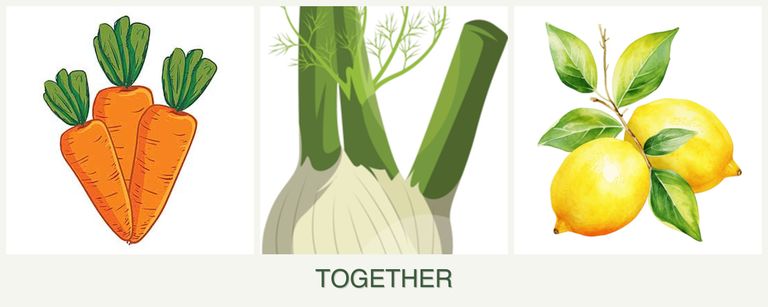 Can you plant carrots, fennel and lemons together?