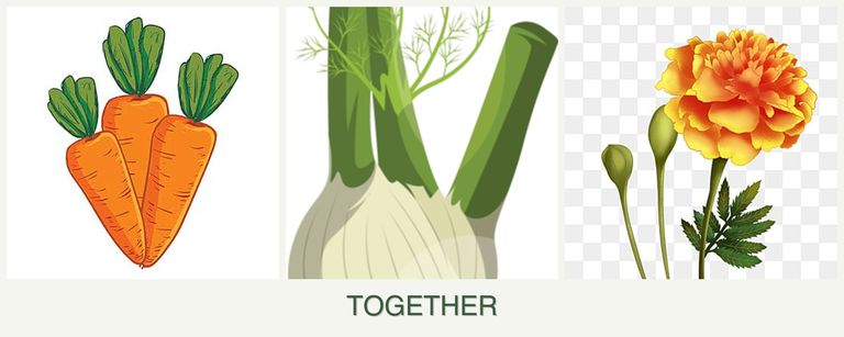 Can you plant carrots, fennel and marigolds together?