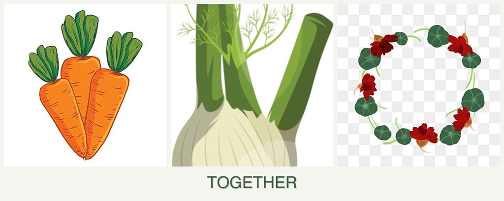 Can you plant carrots, fennel and nasturtiums together?
