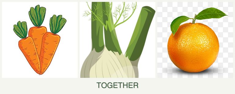 Can you plant carrots, fennel and oranges together?
