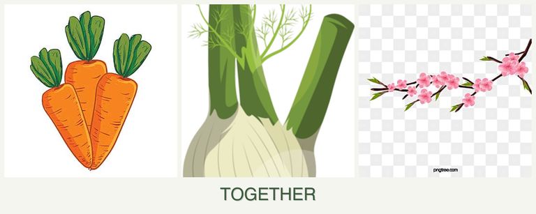 Can you plant carrots, fennel and peaches together?