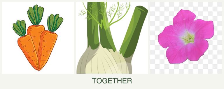 Can you plant carrots, fennel and petunias together?