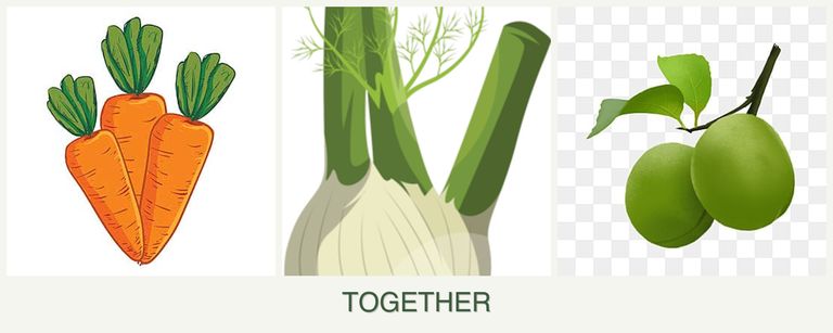 Can you plant carrots, fennel and plums together?