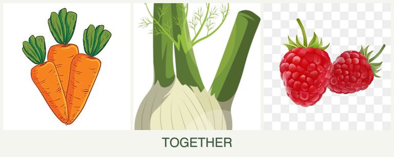 Can you plant carrots, fennel and raspberries together?