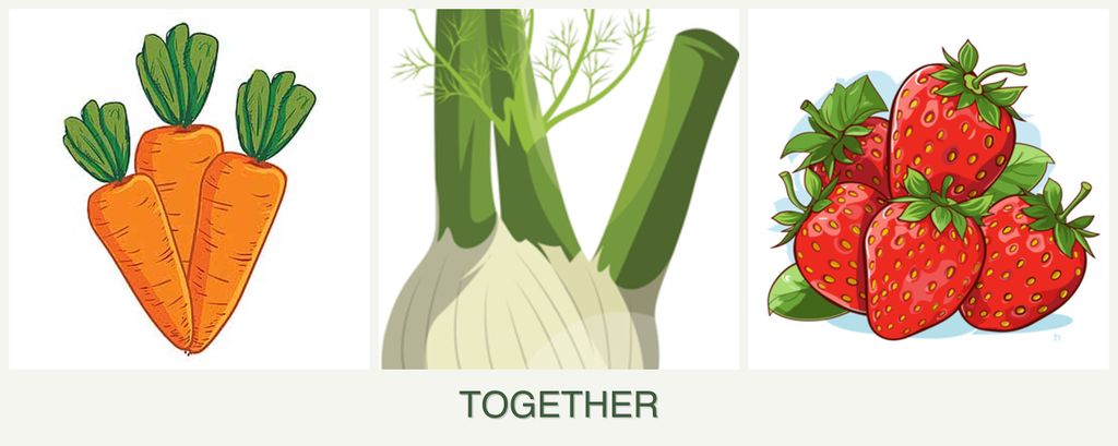 Can you plant carrots, fennel and strawberries together?