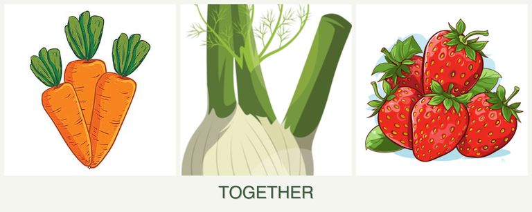 Can you plant carrots, fennel and strawberries together?