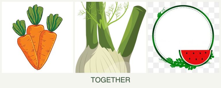 Can you plant carrots, fennel and watermelons together?
