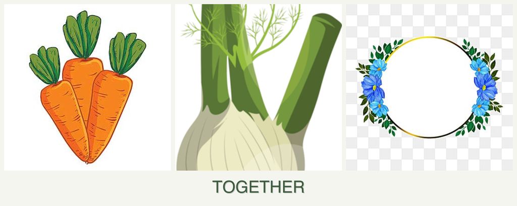 Can you plant carrots, fennel and zinnias together?