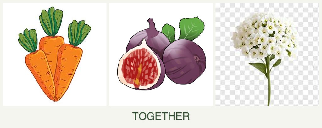 Can you plant carrots, figs and alyssum together?