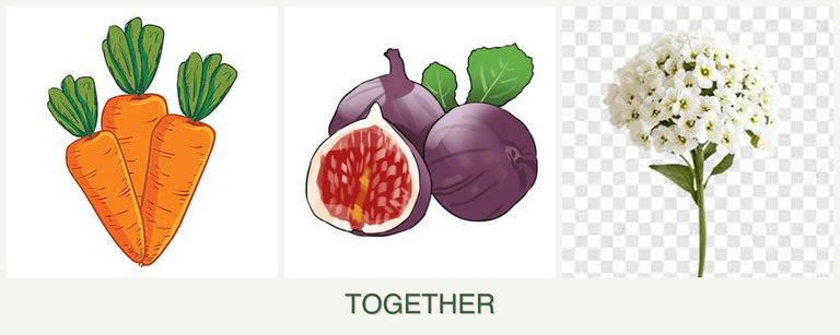 Can you plant carrots, figs and alyssum together?