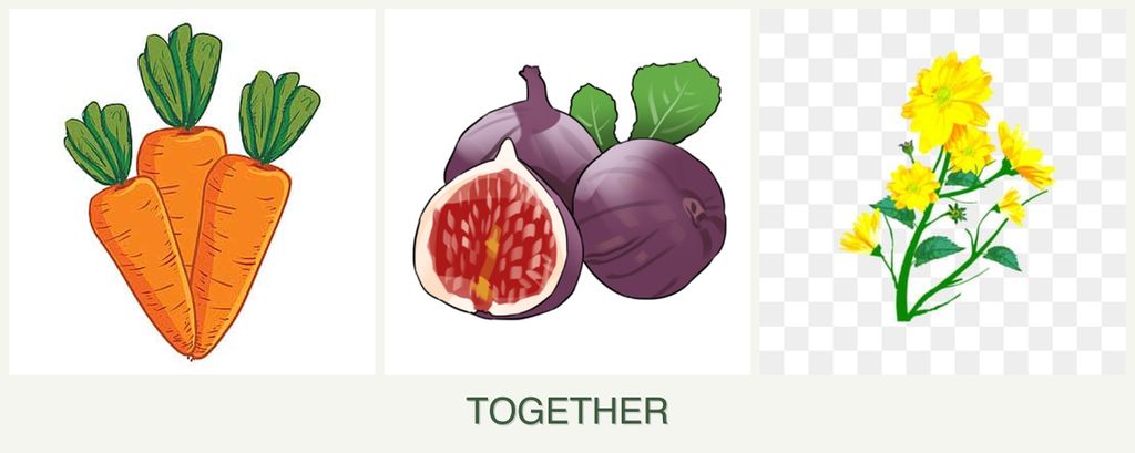 Can you plant carrots, figs and calendula together?