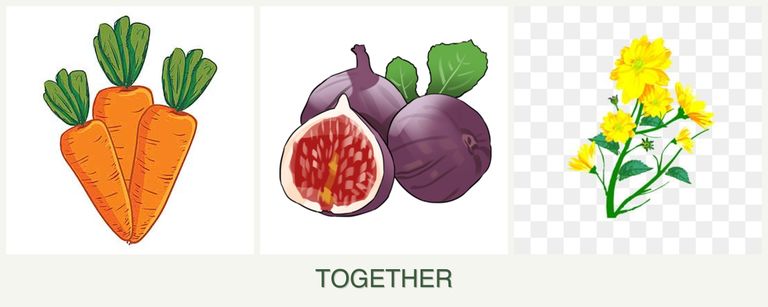 Can you plant carrots, figs and calendula together?