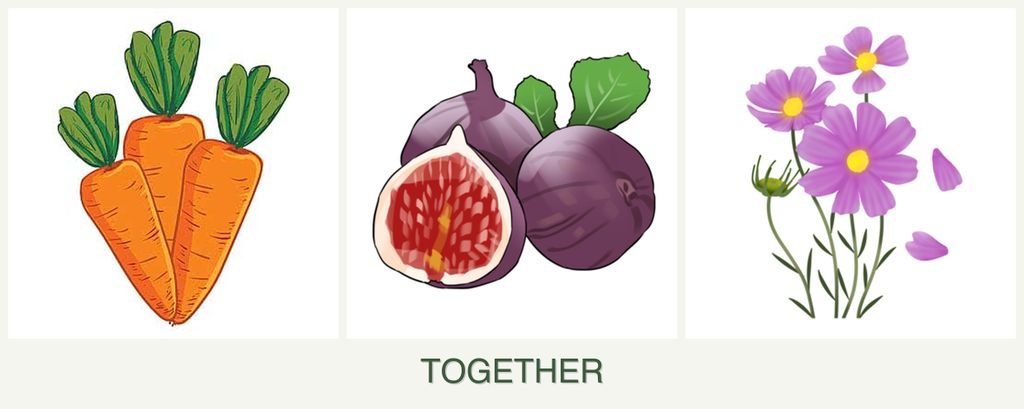 Can you plant carrots, figs and cosmos together?