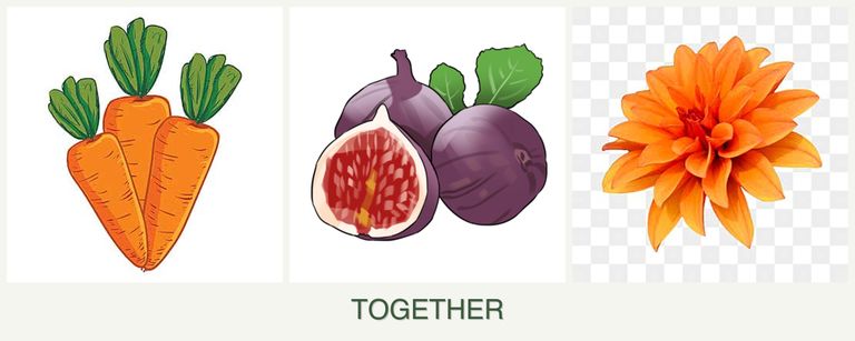 Can you plant carrots, figs and dahlias together?