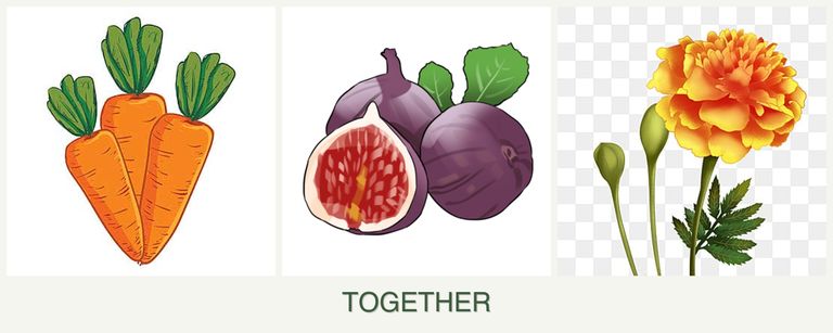 Can you plant carrots, figs and marigolds together?