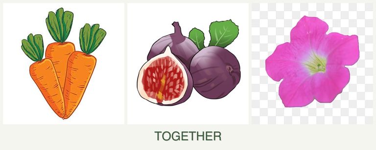 Can you plant carrots, figs and petunias together?