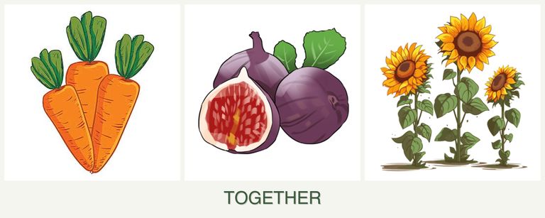 Can you plant carrots, figs and sunflowers together?