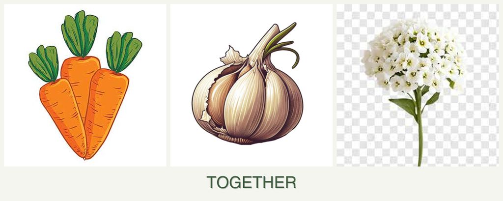 Can you plant carrots, garlic and alyssum together?