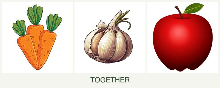 Can you plant carrots, garlic and apples together?