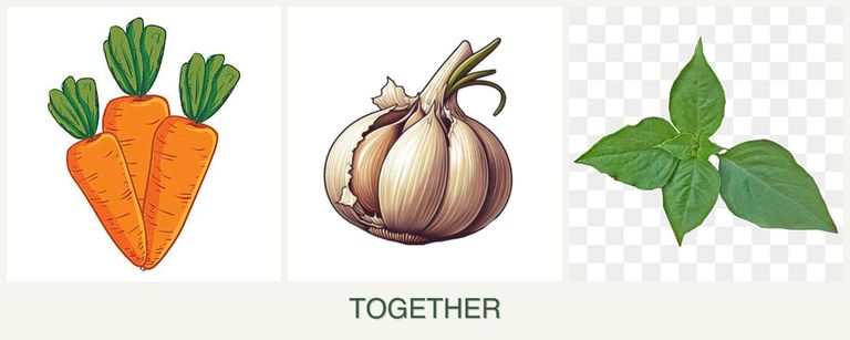 Can you plant carrots, garlic and basil together?