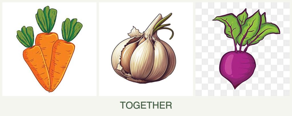 Can you plant carrots, garlic and beets together?
