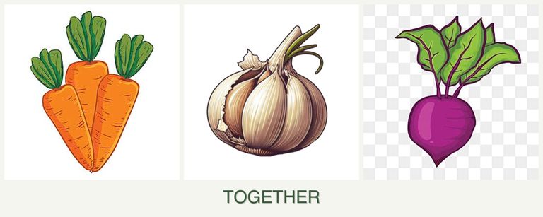 Can you plant carrots, garlic and beets together?