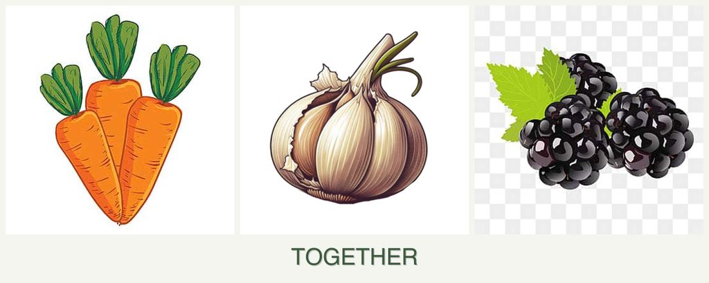 Can you plant carrots, garlic and blackberries together?