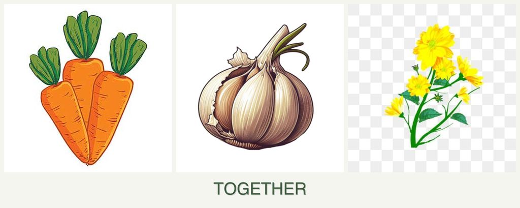 Can you plant carrots, garlic and calendula together?