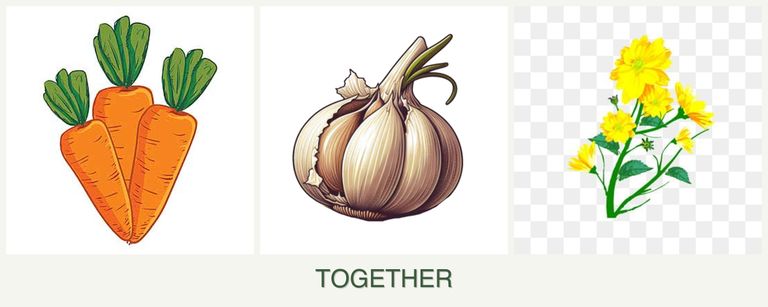 Can you plant carrots, garlic and calendula together?