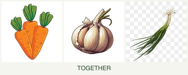 Can you plant carrots, garlic and chives together?