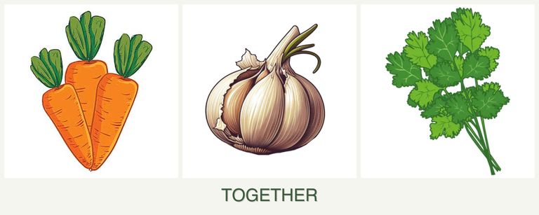 Can you plant carrots, garlic and cilantro together?