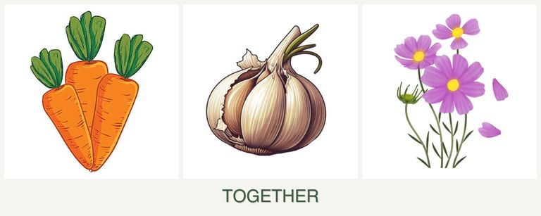 Can you plant carrots, garlic and cosmos together?