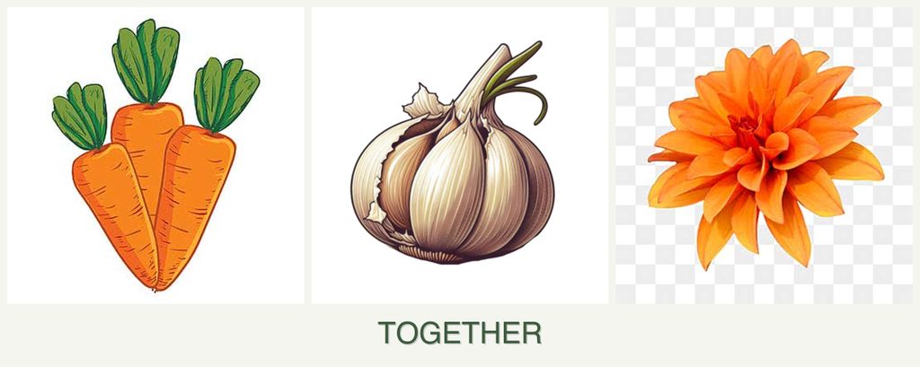 Can you plant carrots, garlic and dahlias together?