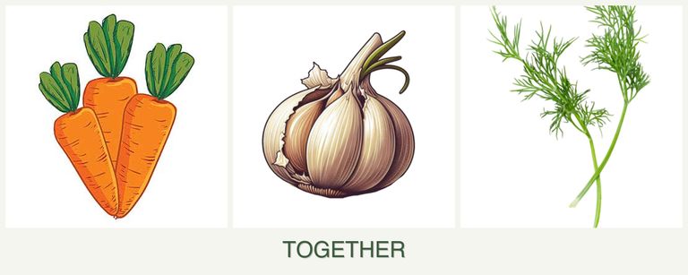 Can you plant carrots, garlic and dill together?