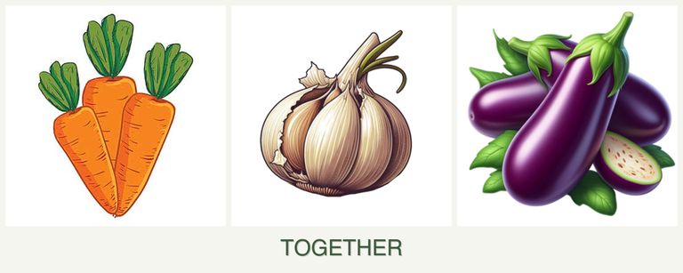 Can you plant carrots, garlic and eggplant together?