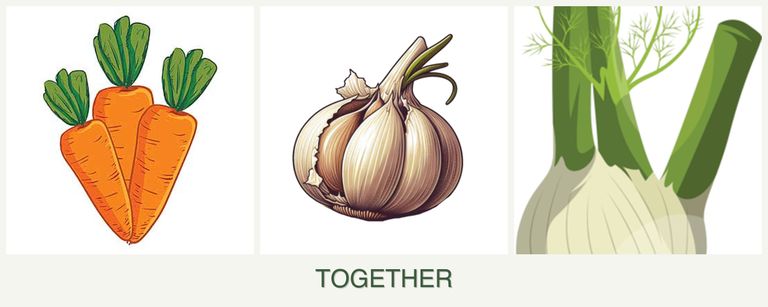 Can you plant carrots, garlic and fennel together?
