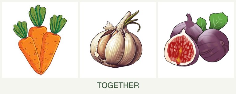 Can you plant carrots, garlic and figs together?
