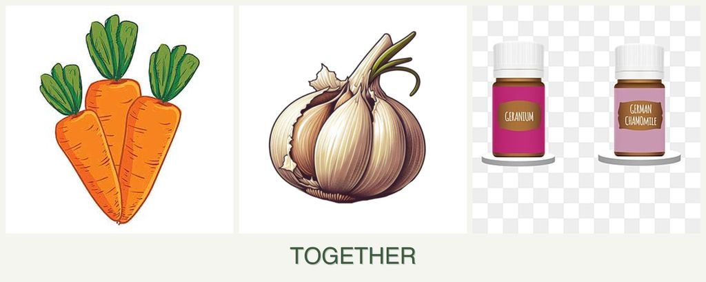 Can you plant carrots, garlic and geraniums together?
