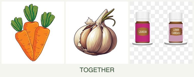 Can you plant carrots, garlic and geraniums together?