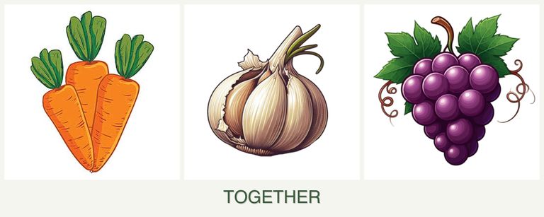 Can you plant carrots, garlic and grapes together?