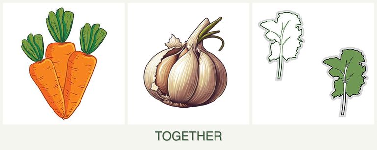 Can you plant carrots, garlic and kale together?