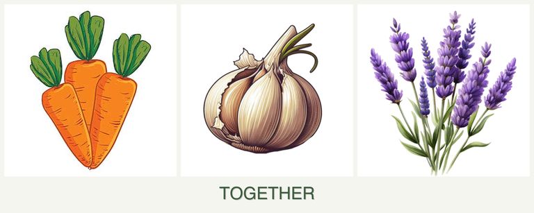 Can you plant carrots, garlic and lavender together?