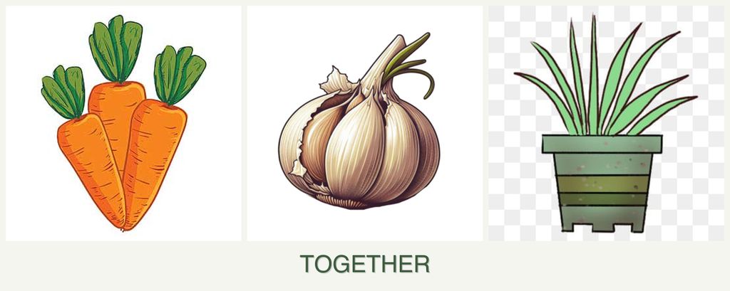 Can you plant carrots, garlic and lemongrass together?