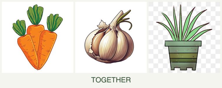Can you plant carrots, garlic and lemongrass together?