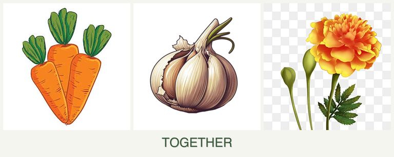 Can you plant carrots, garlic and marigolds together?