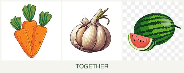 Can you plant carrots, garlic and melons together?